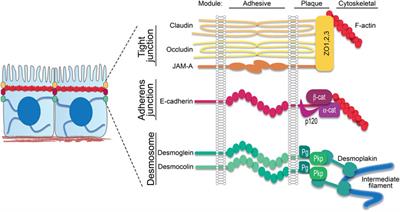 The Desmosome-Keratin Scaffold Integrates ErbB Family and Mechanical Signaling to Polarize Epidermal Structure and Function